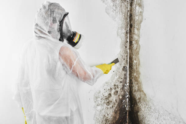 Best Local Mold Removal Service  in Hooverson Heights, WV