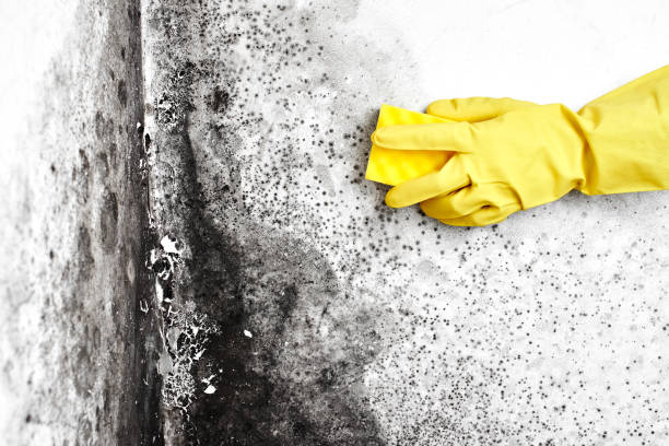 Best Professional Mold Removal  in Hooverson Heights, WV