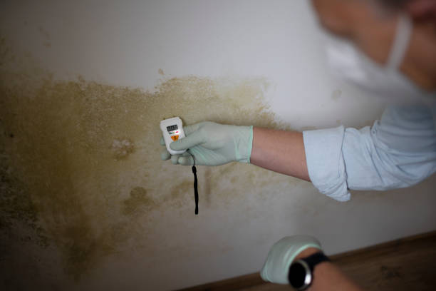 Best Toxic Mold Removal  in Hooverson Heights, WV