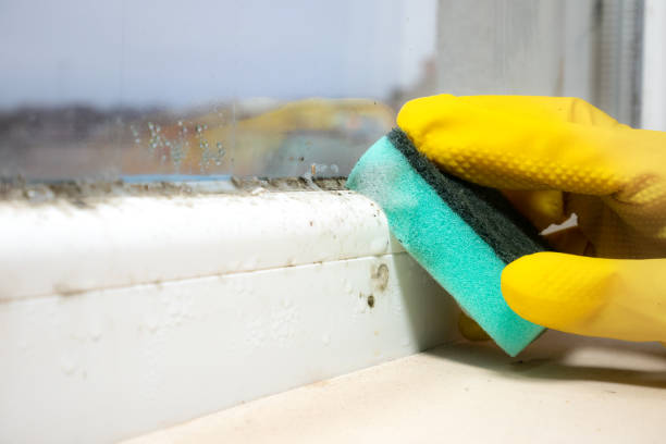 Best Best Mold Removal Companies  in Hooverson Heights, WV