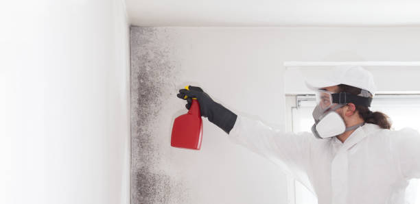 Best Mold Removal Near Me  in Hooverson Heights, WV