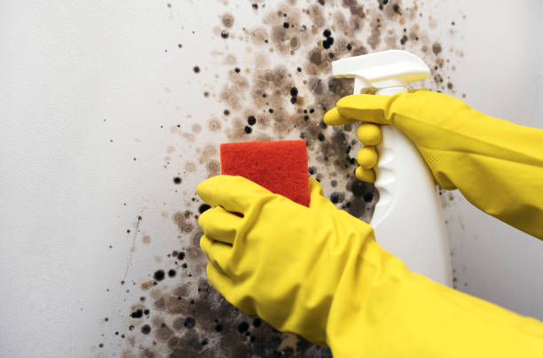 Best Toxic Mold Removal  in Hooverson Heights, WV