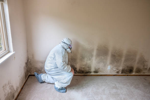 Best Home Mold Removal  in Hooverson Heights, WV