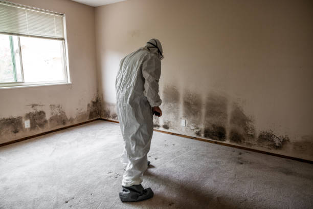 Reliable Hooverson Heights, WV Mold Removal Solutions