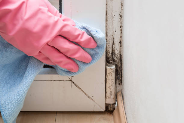 Best Office Mold Removal Services  in Hooverson Heights, WV